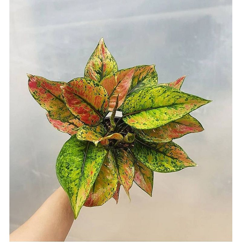tanaman hias aglonema hengheng/tanaman Aglonema murah hengheng/aglaonema hengheng
