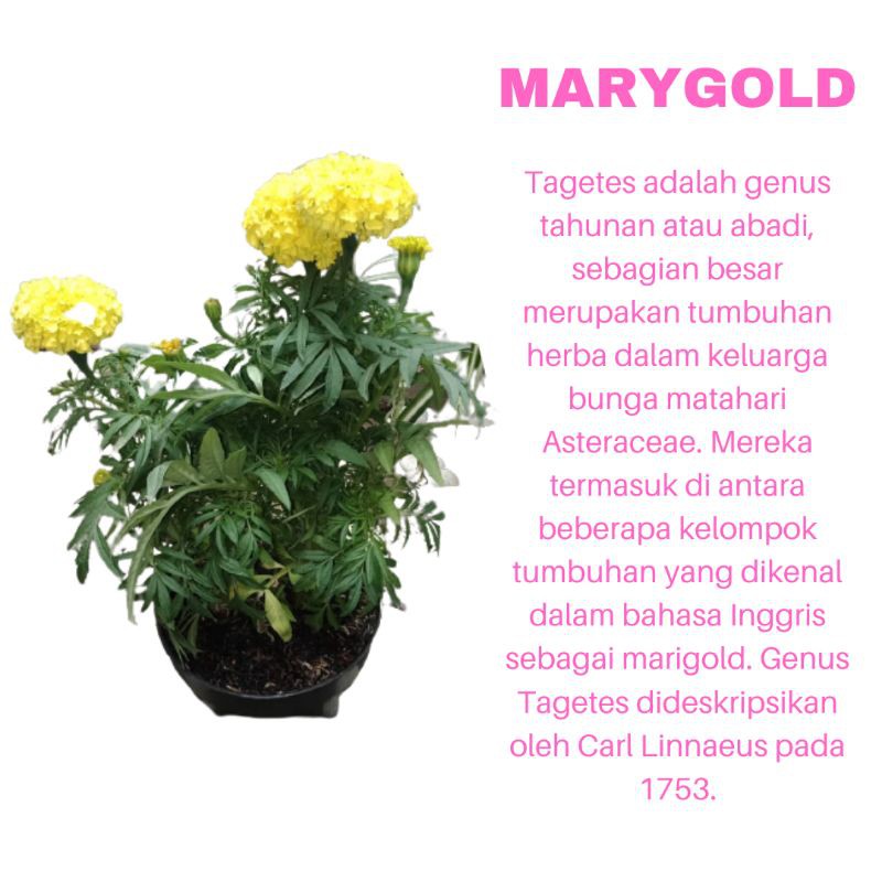 PROMO TANAMAN HIAS BUNGA MARYGOLD KUNING KUALITAS SUPER | COD