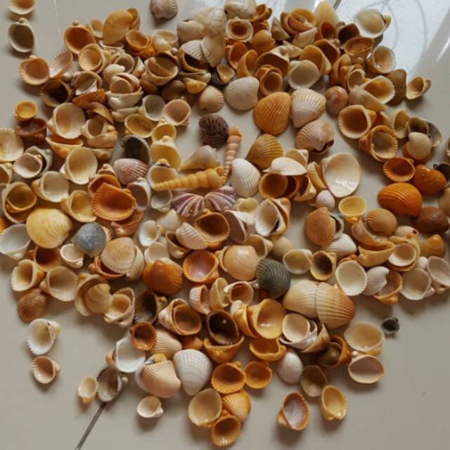 Kerang laut asli kecil