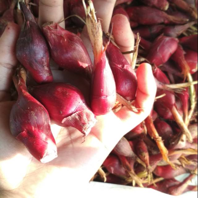 

bawang dayak 1500gr