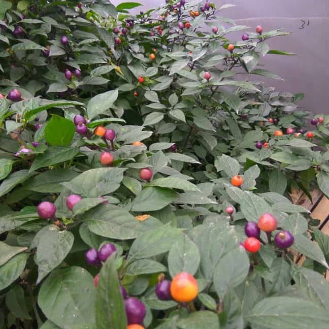 Benih Bibit Biji - Cabai Ornamental Small Cabe Rainbow Pepper Seeds