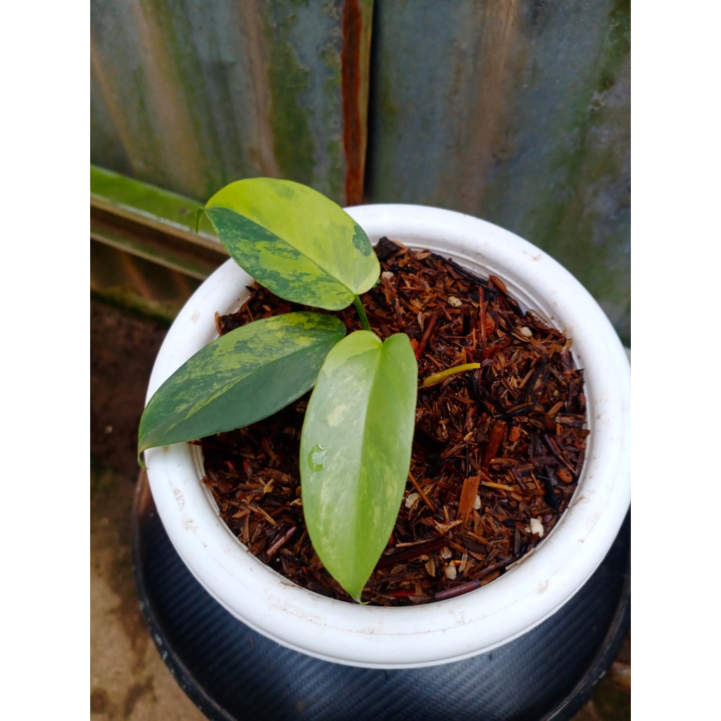 Philodendron Violin Variegata - Philo violin varigata