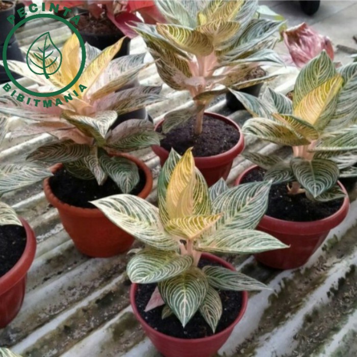 Termurah bonggol Tanaman Hias Aglonema Golden Hope|bonggol Aglonema golden hope