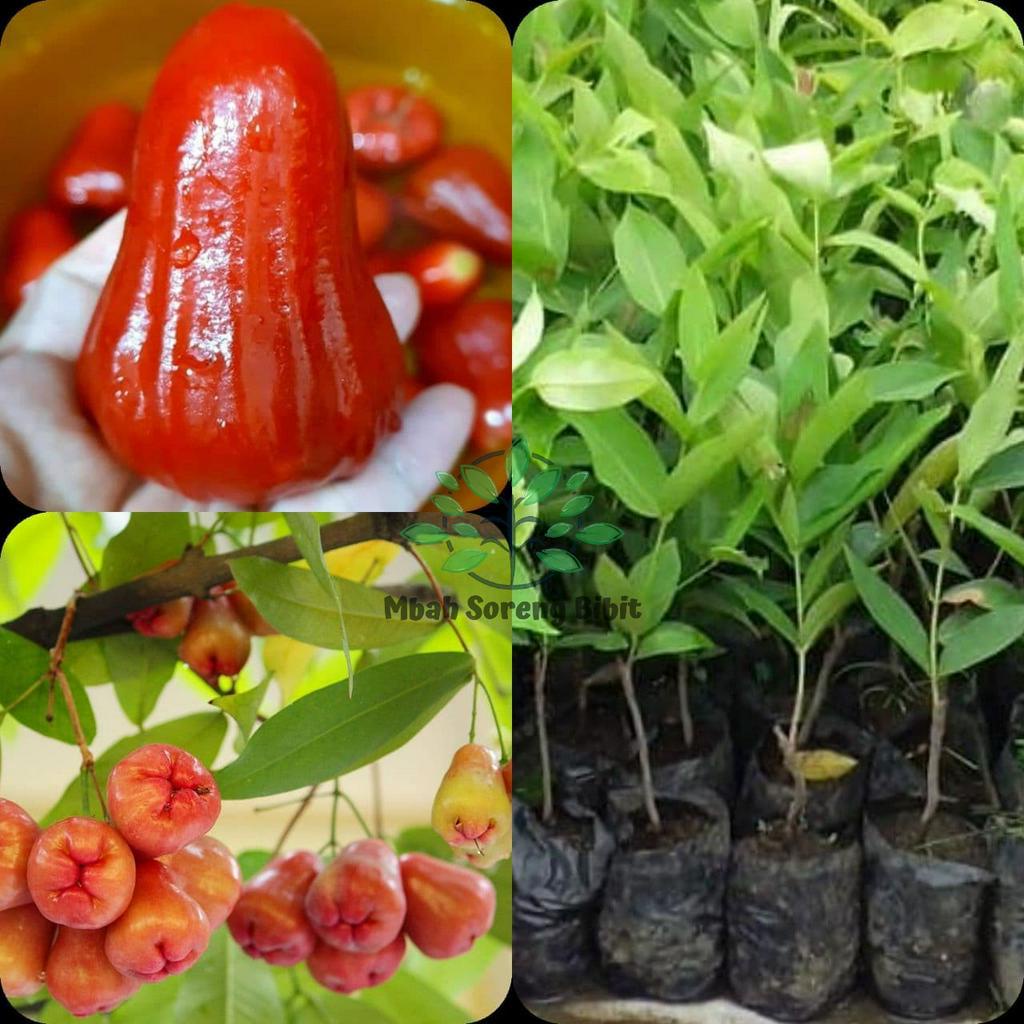 Bibit Jambu Air Lilin Merah