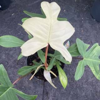 TANAMAN HIAS PHILODENDRON FLORIDA  GHOST  Shopee Indonesia