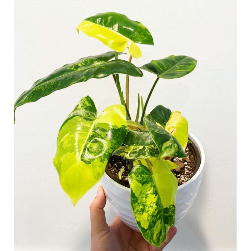 bonggol philodendron burlemak varigata