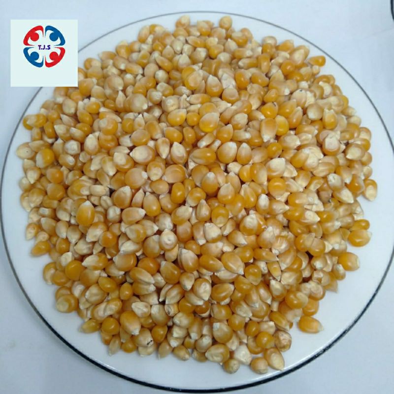 

jagung popcorn 500 gr