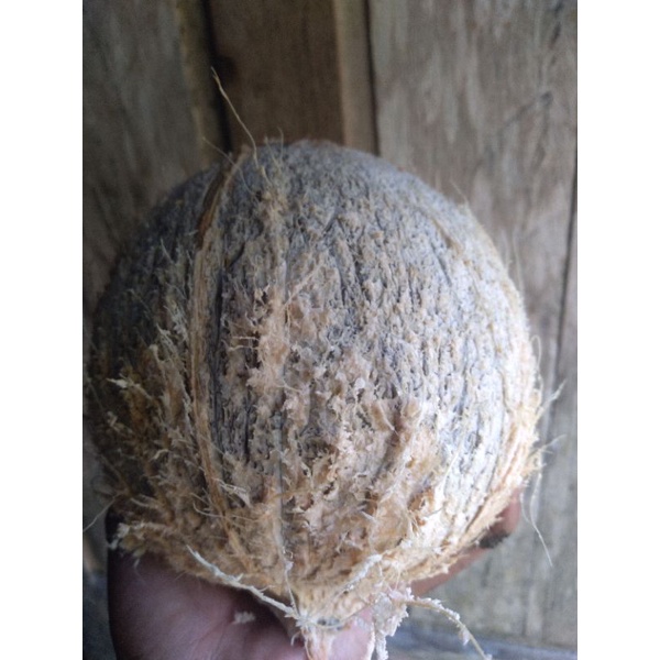 

kelapa utuh