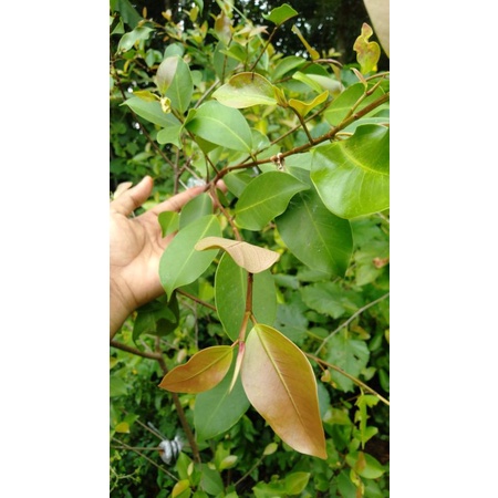 bibit bringin iprik/ preh pucuk merah