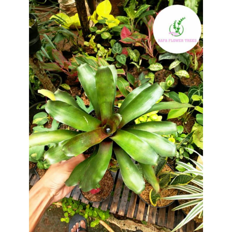 TANAMAN HIAS BROMELIA HIJAU - TANAMAN OUTDOOR BROMELIA HIJAU