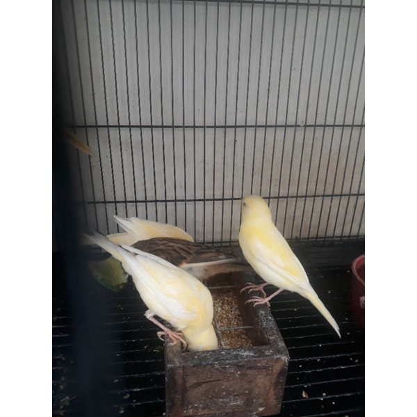 Kenari Paud Loper Malang Meriwik Suara Kaset Kusut