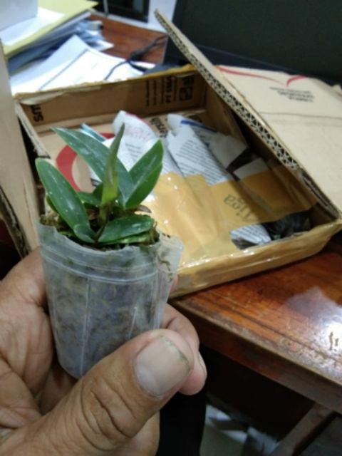 Sedling Anggrek Cattleya