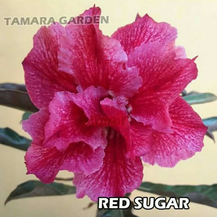 

Bibit Bunga Kamboja Adenium Red Sugar