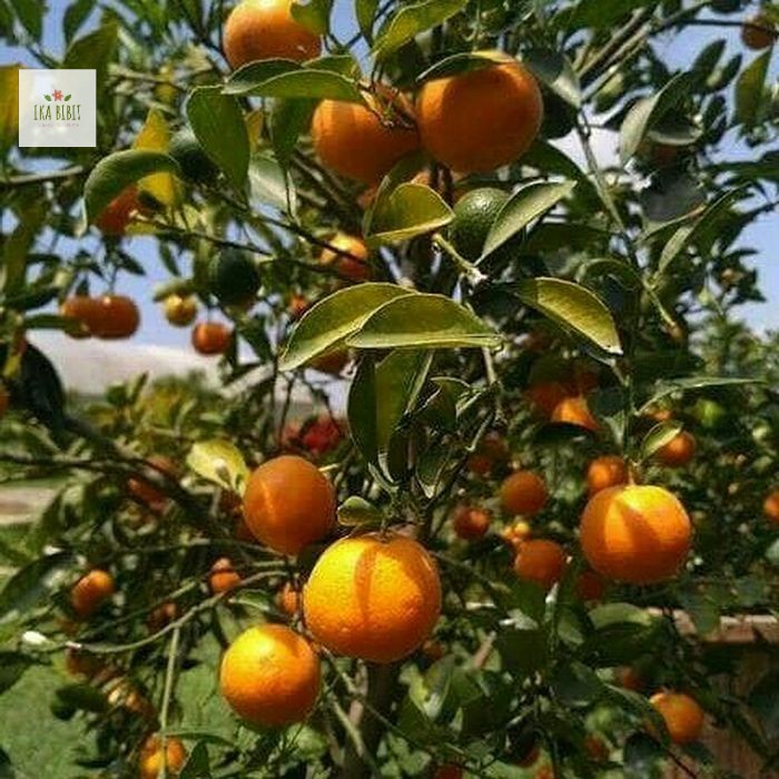 Bibit jeruk mandarin