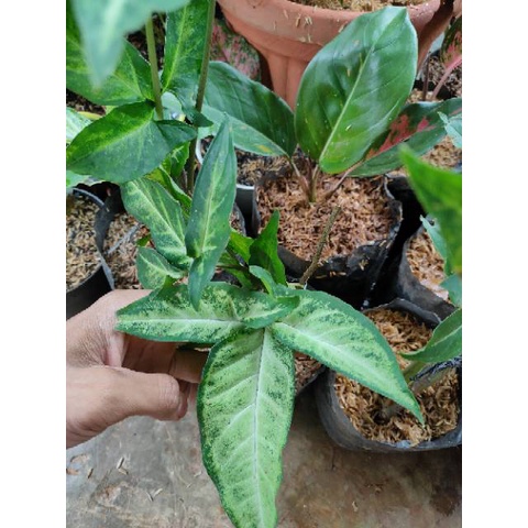 SYNGONIUM PODODHYLLUM SCHOTT TANAMAN HIAS BUNGA SYNGONIUM  FIVE FINGER VARIGATED BATIK MURAH