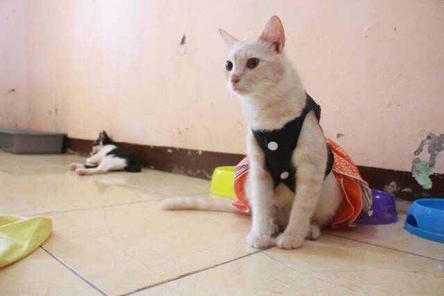 Dress motif lope orange strip lucu untuk kucing size S-XL baju kucibg termurah