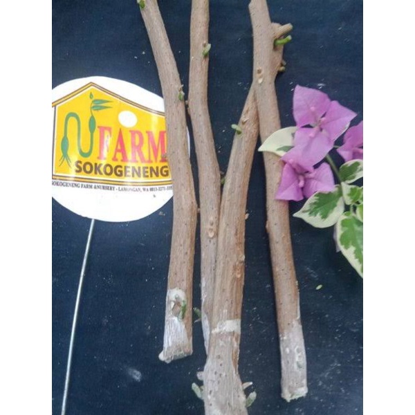bibit bunga bugenvil ungu variegata varigata cutting stek bougenville stec kertas