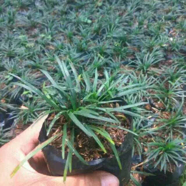 kucai mini /pengganti rumput