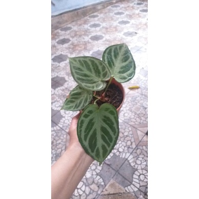 anthurium dorayaki x silverblush
