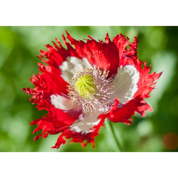 Benih Bibit Biji - Bunga Poppy Papaver Danish Dwarf Flower Seeds - IMPORT