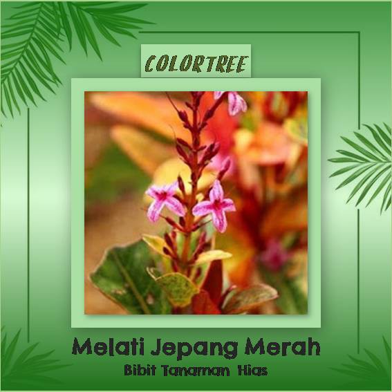Tanaman Hias Melati Jepang Merah