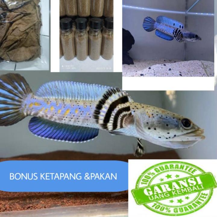 Flash Sale - BONUS PAKAN DAN KETAPANG IKAN CHANA PULCHRA SZ 10 -11CM UP