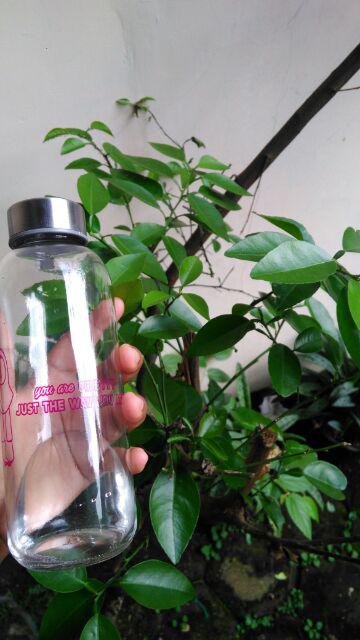 Souvenir Botol Tumbler Bening 420ml + Kemas Costum + Sablon