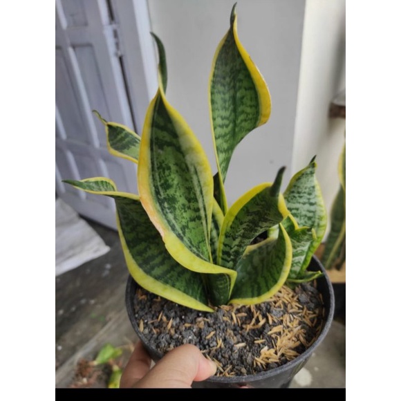 sansevieria Twister