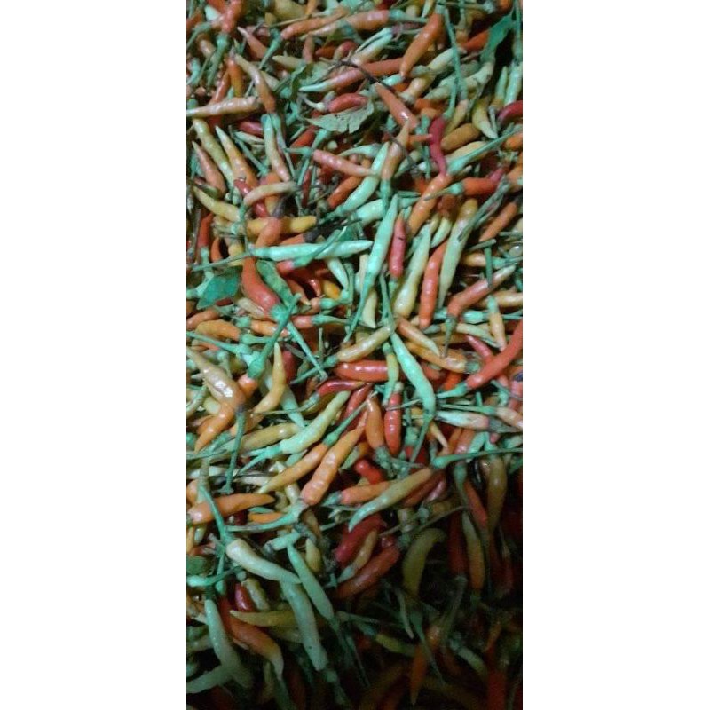 

cabe asli gorontalo atau rica pidis asli gorontalo