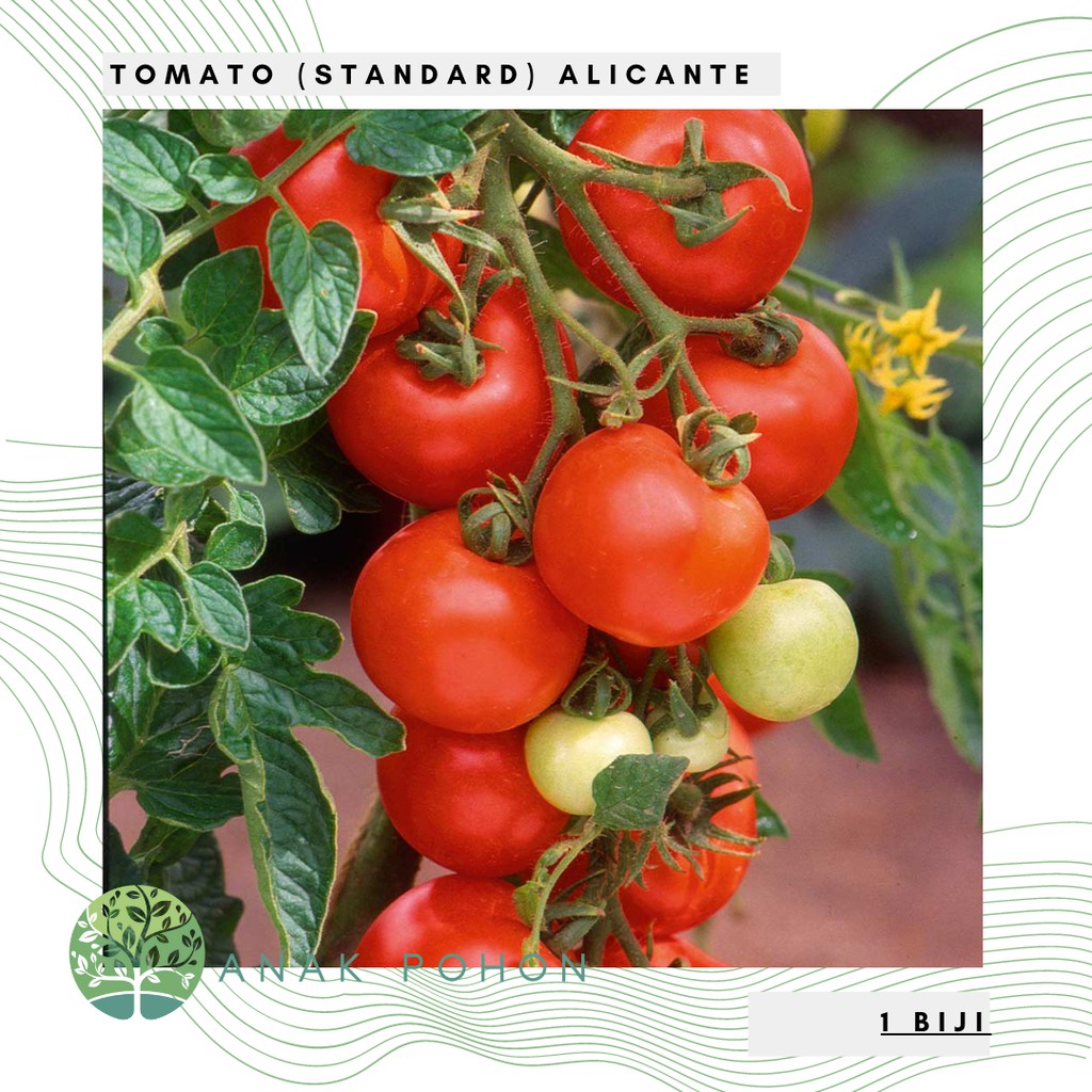 Benih Bibit Biji - Tomato (Standard) Alicante Tomat Merah Super Manis Seeds - IMPORT