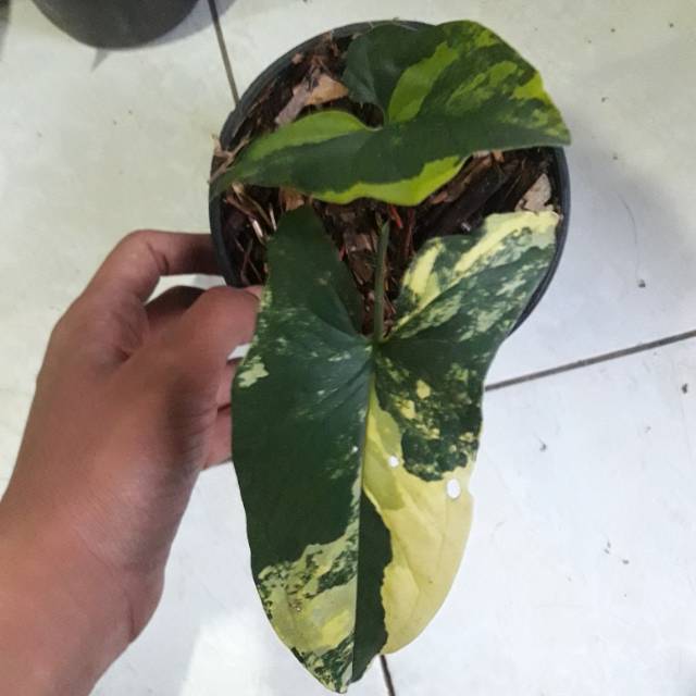 Syngonium Varigata Kuning Shopee Indonesia