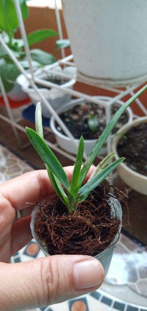 Seedling Vanda