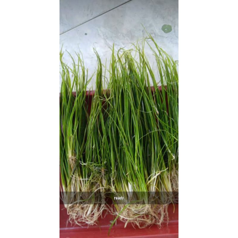 

Vesneria natan per 50 natang