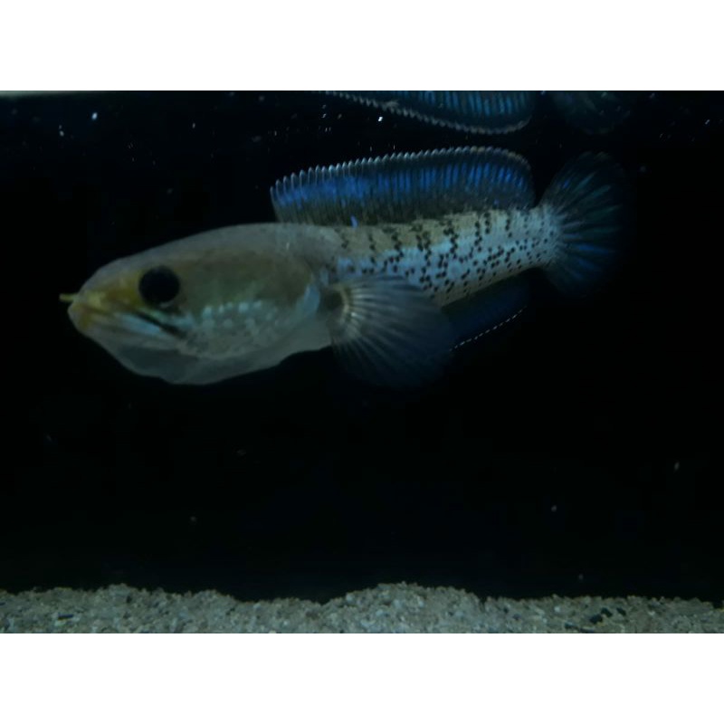 Chana Stewarti Karbialong dot mantap uk 6-7-8cm