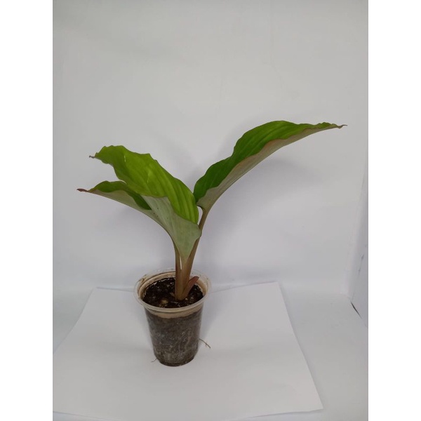 bibit kunyit hitam kaempferia parviflora asli