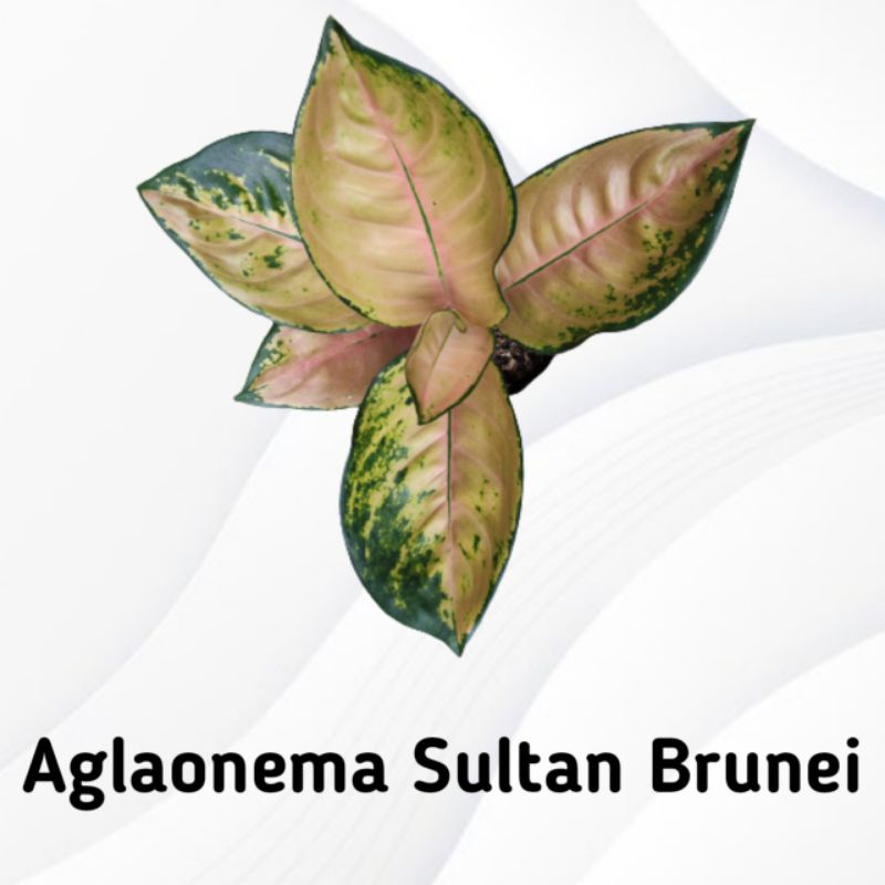 Aglaonema Sultan Brunei
