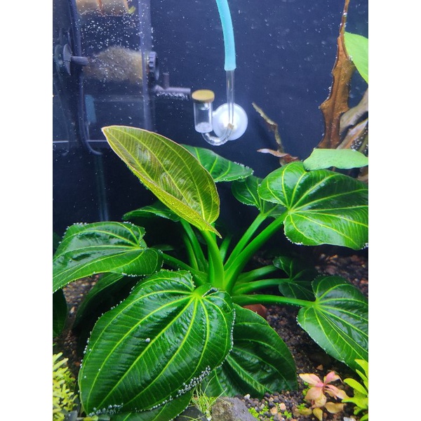 tanaman aquarium iguazu dewasa