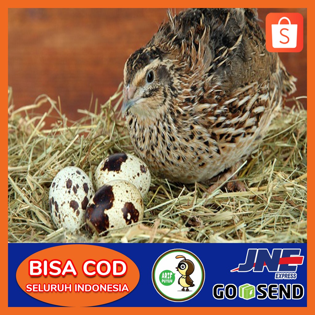 Jenis Burung Puyuh Untuk Budidaya Terbaik