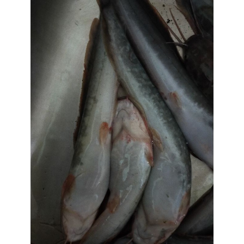 

lele konsumsi segar sudah dibethethi harga per kg BARU!