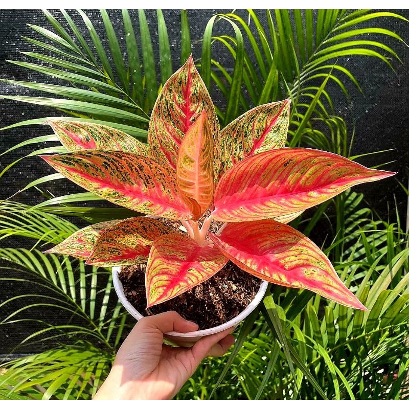 Aglonema Red Legacy Tulang Merah / Tanaman Hias Bunga Aglonema Red Legacy Mutasi / Tanaman Hias Hidu