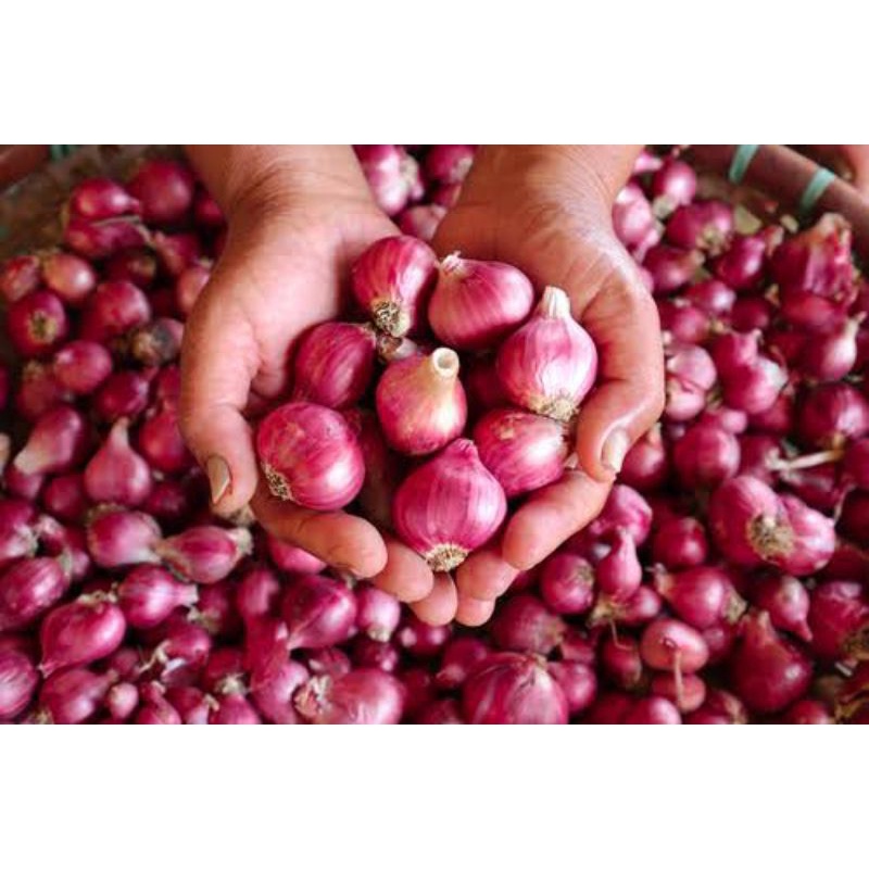 

Bawang Merah Brebes pilihan besar besar