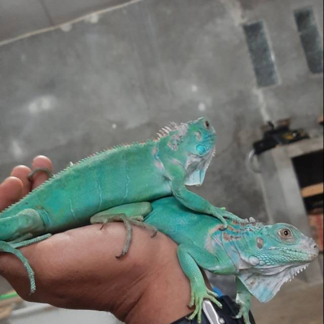 Iguana blue juve betina