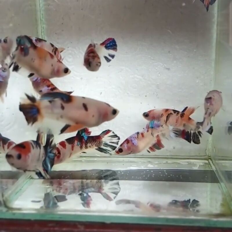ikan betta bahan koi galaxy | ikan cupang bahan koi galaxy