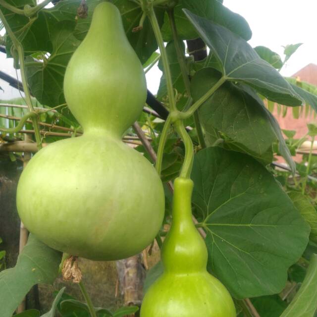 Benih biji labu kendi labu botol