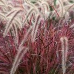 tanaman hias ilalang merah/alang alang merah