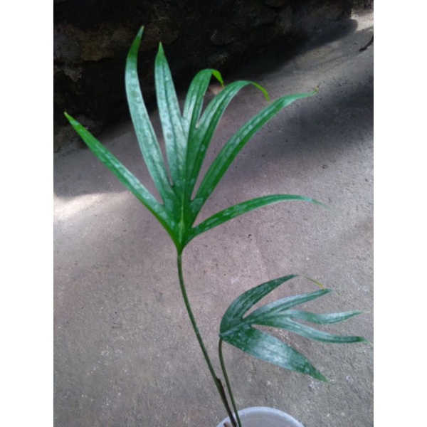 amydrium zippelianum