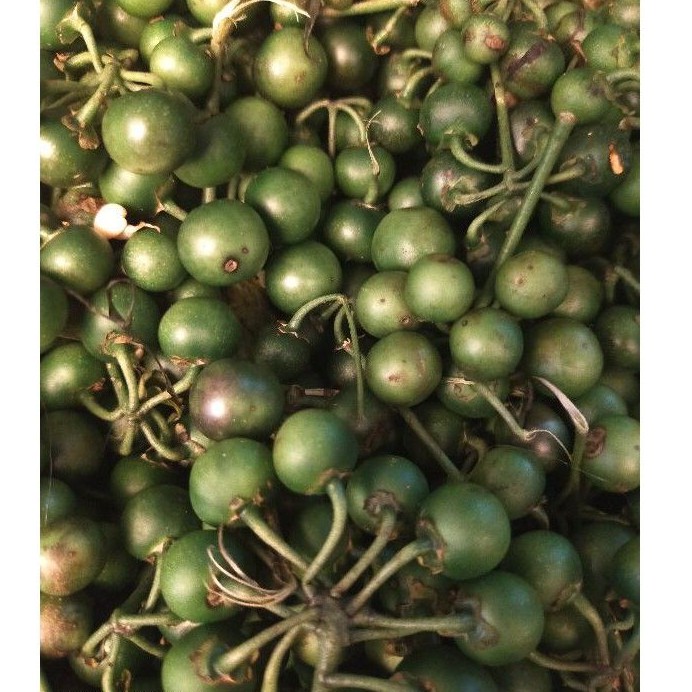 

Leunca (250 gr)