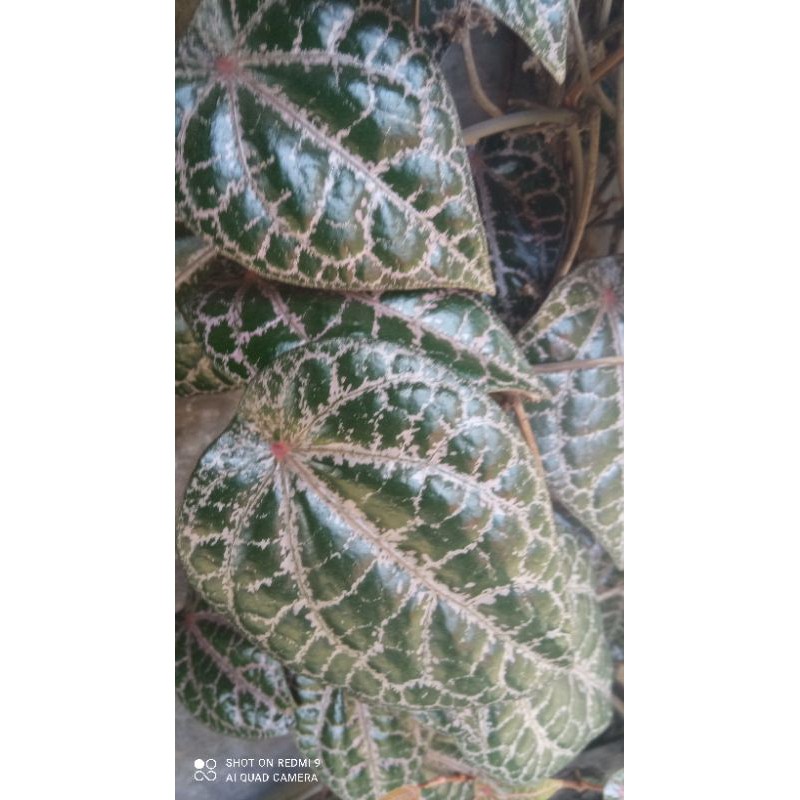 

Daun sirih merah segar