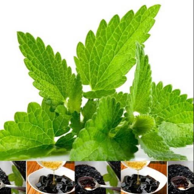 Bibit tanaman cincau hitam bibit tanaman pohon Cincau hitam jelly hitam