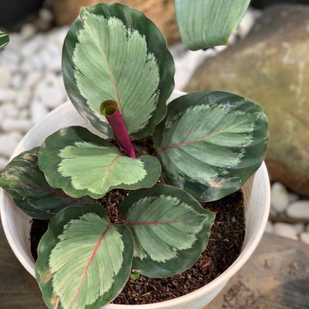 Calathea Corona / Calathea Rosy